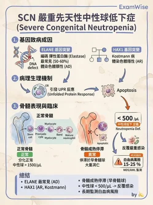 醫檢師 - 淋巴瘤、漿細胞疾病與白血球異常 - AI 圖文解析預覽