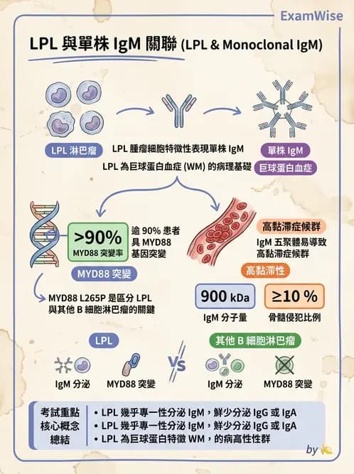 醫檢師 - 淋巴瘤、漿細胞疾病與白血球異常 - AI 圖文解析預覽