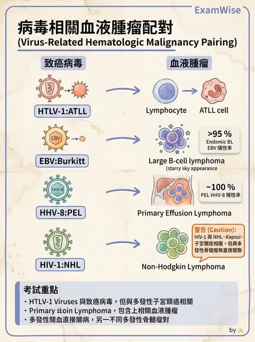 醫檢師 - 淋巴瘤、漿細胞疾病與白血球異常 - AI 圖文解析預覽
