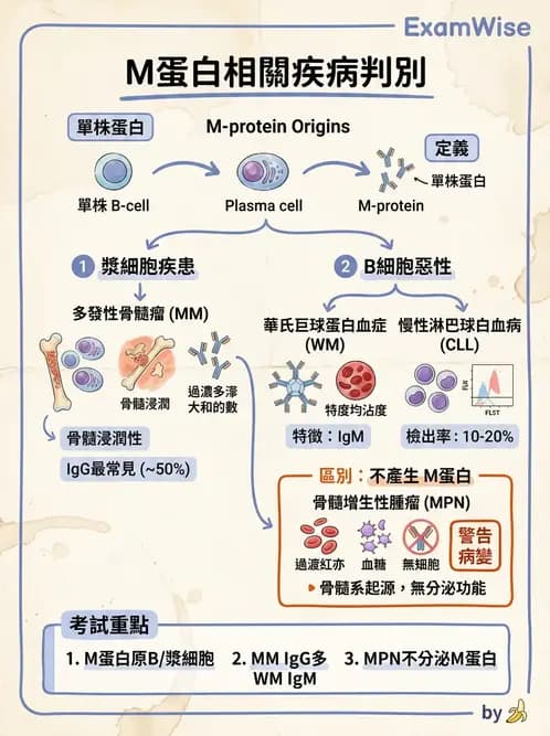 醫檢師 - 淋巴瘤、漿細胞疾病與白血球異常 - AI 圖文解析預覽