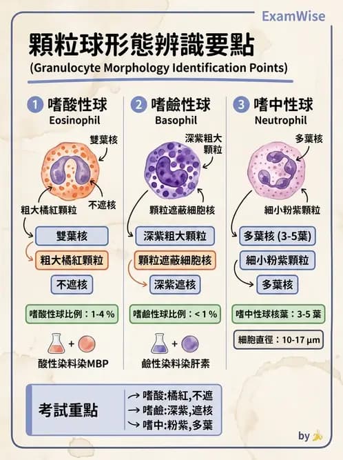 醫檢師 - 白血球生理與形態 - AI 圖文解析預覽