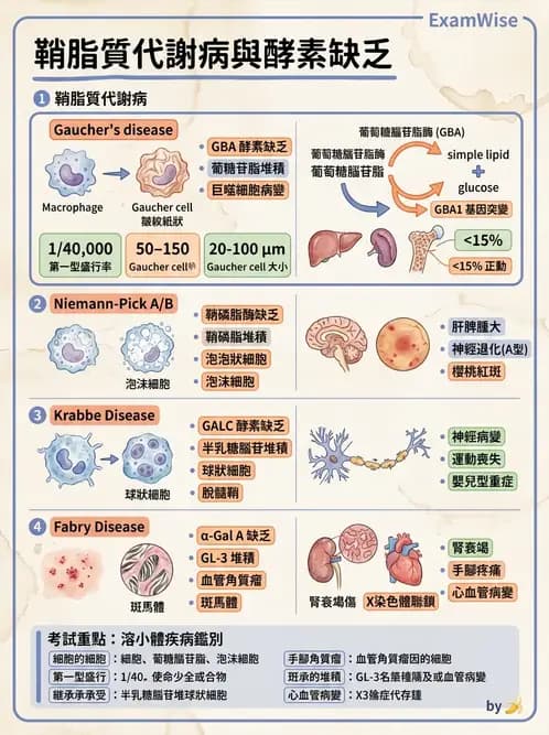 醫檢師 - 淋巴瘤、漿細胞疾病與白血球異常 - AI 圖文解析預覽