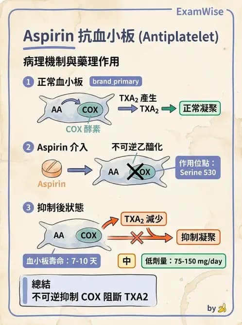 醫檢師 - 血小板與止血生理 - AI 圖文解析預覽