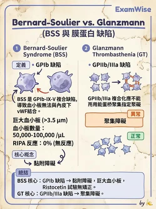 醫檢師 - 血小板與止血生理 - AI 圖文解析預覽