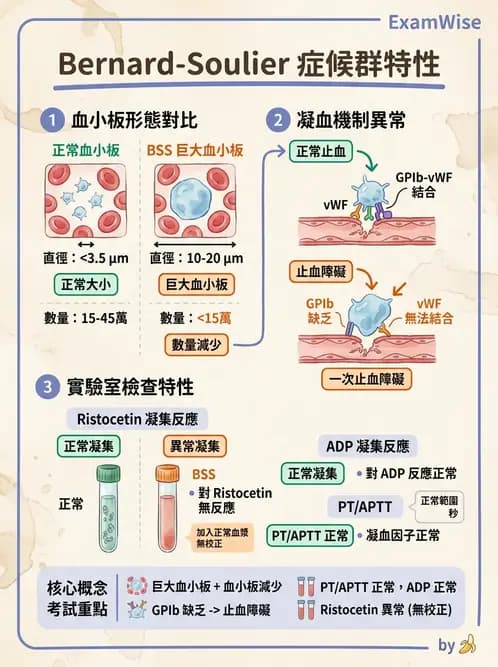 醫檢師 - 血小板與止血生理 - AI 圖文解析預覽