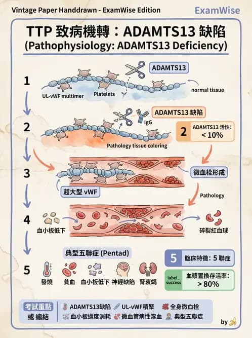 醫檢師 - 血小板與止血生理 - AI 圖文解析預覽