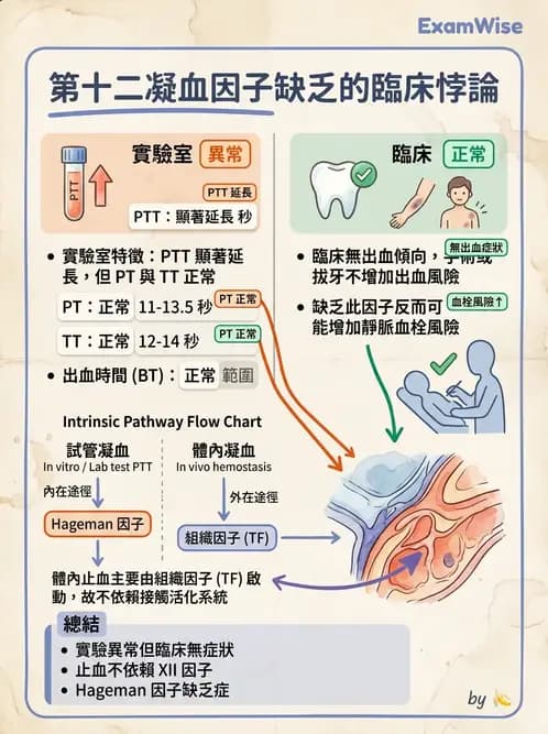 醫檢師 - 凝血因子與凝血檢驗 - AI 圖文解析預覽