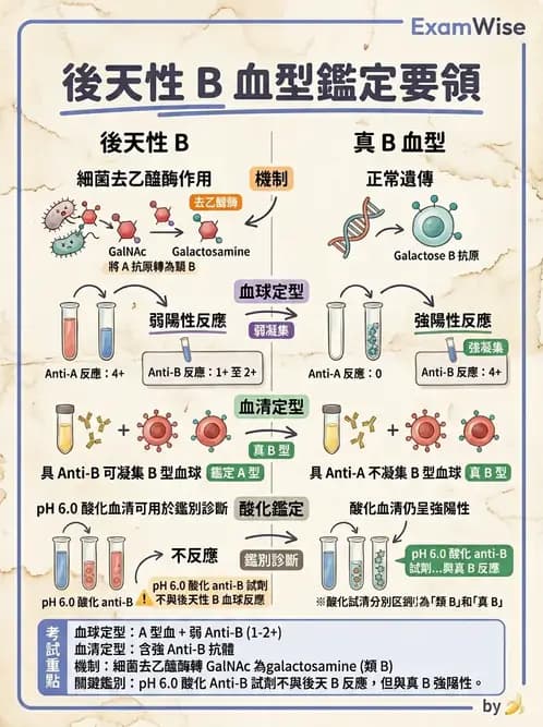 醫檢師 - 紅血球抗原與血型系統 - AI 圖文解析預覽