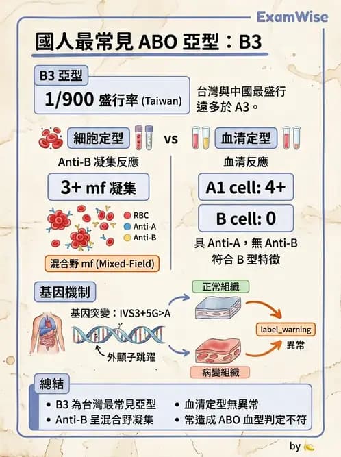 醫檢師 - 紅血球抗原與血型系統 - AI 圖文解析預覽