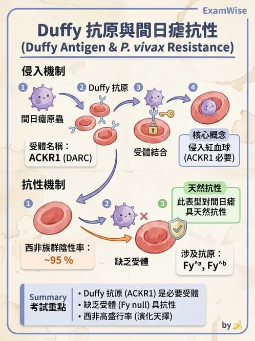 醫檢師 - 紅血球抗原與血型系統 - AI 圖文解析預覽