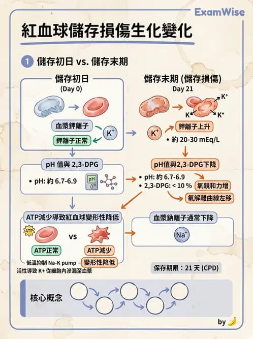 醫檢師 - 血液成分製備與輸血檢查 - AI 圖文解析預覽
