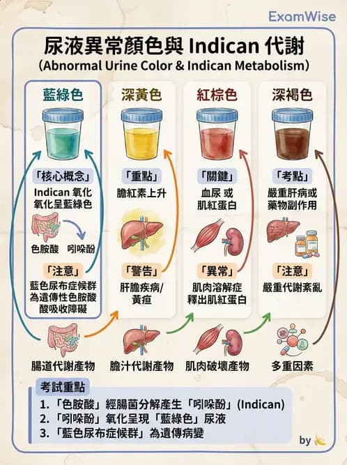 醫檢師 - 尿沉渣鏡檢與物理檢查 - AI 圖文解析預覽