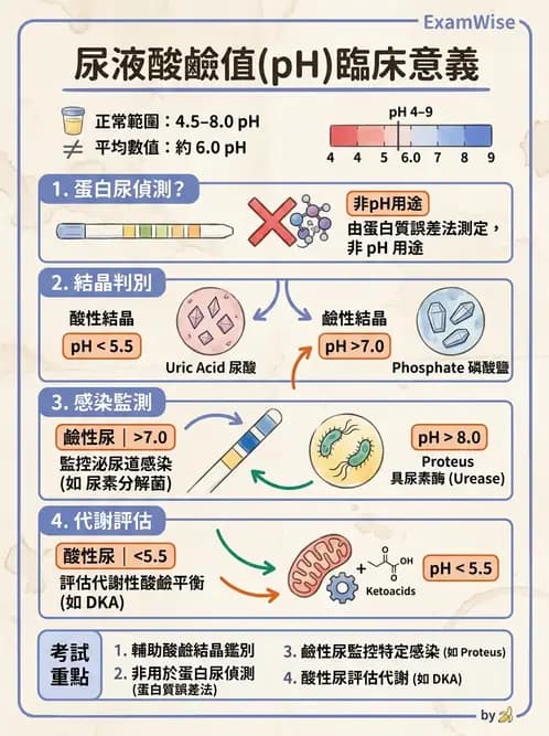 醫檢師 - 尿液化學檢驗 - AI 圖文解析預覽