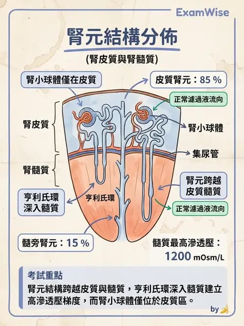 醫檢師 - 尿沉渣鏡檢與物理檢查 - AI 圖文解析預覽
