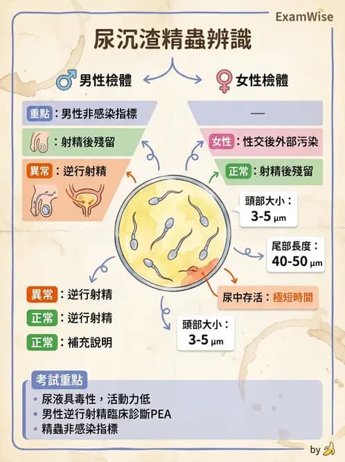 醫檢師 - 尿沉渣鏡檢與物理檢查 - AI 圖文解析預覽