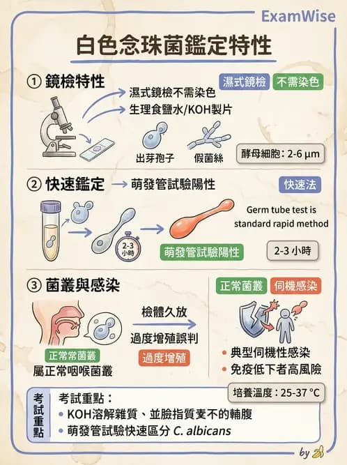 醫檢師 - 痰液一般鏡檢 - AI 圖文解析預覽