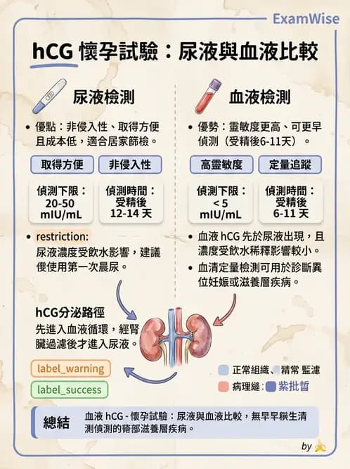 醫檢師 - 懷孕試驗 - AI 圖文解析預覽