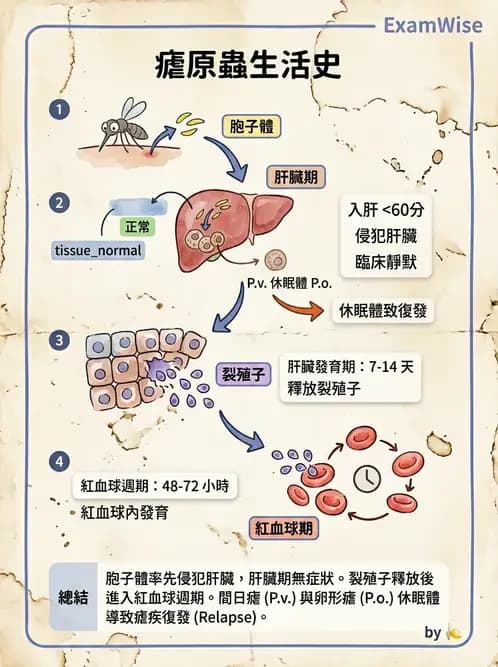 醫檢師 - 寄生蟲檢查-原蟲類 - AI 圖文解析預覽