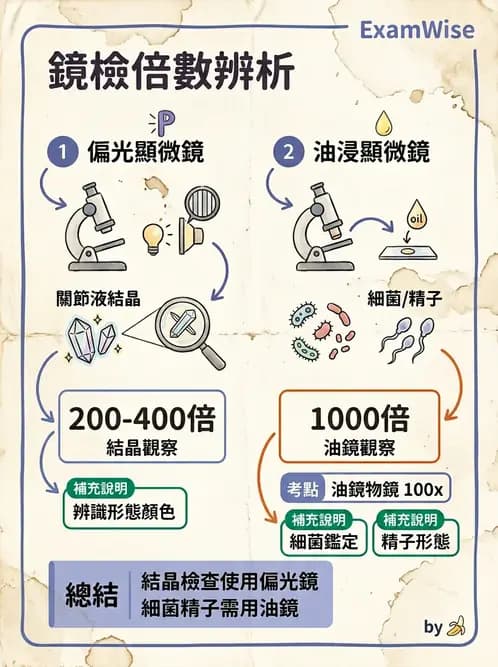 醫檢師 - 鏡檢綜合性試題 - AI 圖文解析預覽