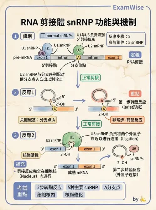 醫檢師 - 基礎分子生物學 - AI 圖文解析預覽