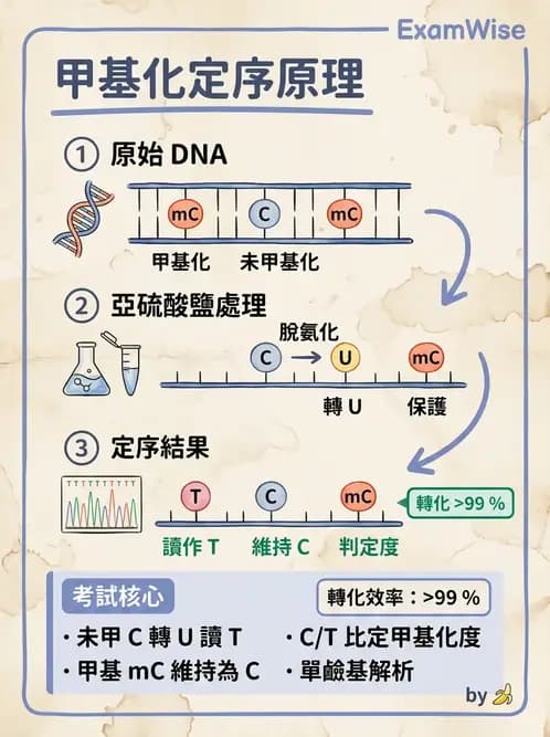 醫檢師 - 定序電泳與表觀分析 - AI 圖文解析預覽