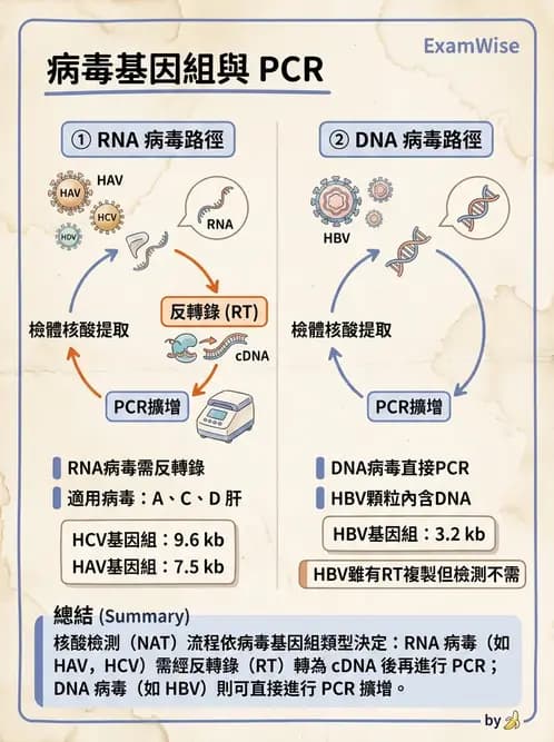 醫檢師 - 感染症分子檢驗 - AI 圖文解析預覽