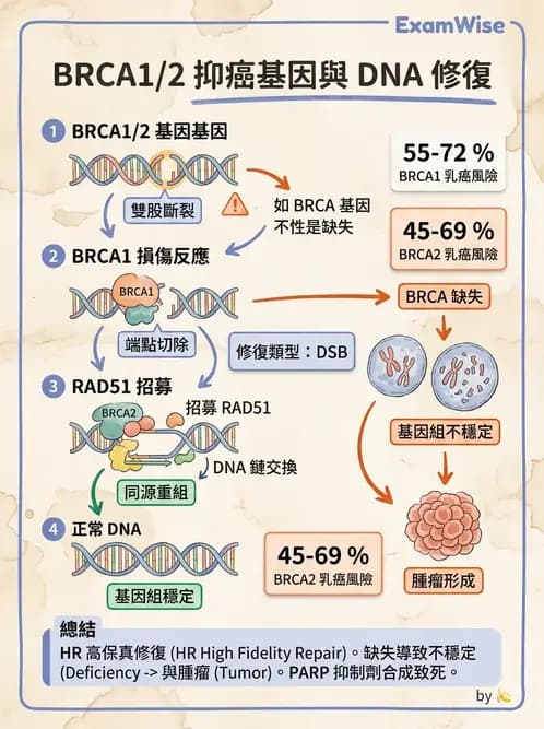 醫檢師 - 腫瘤疾病基因檢測 - AI 圖文解析預覽