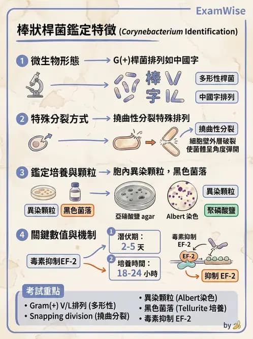 醫檢師 - 鏈球菌與其他革蘭氏陽性桿菌 - AI 圖文解析預覽