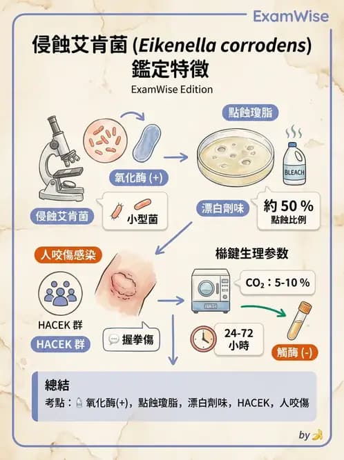 醫檢師 - 奈瑟菌與挑剔性革蘭氏陰性菌 - AI 圖文解析預覽