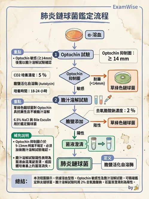 醫檢師 - 鏈球菌與其他革蘭氏陽性桿菌 - AI 圖文解析預覽