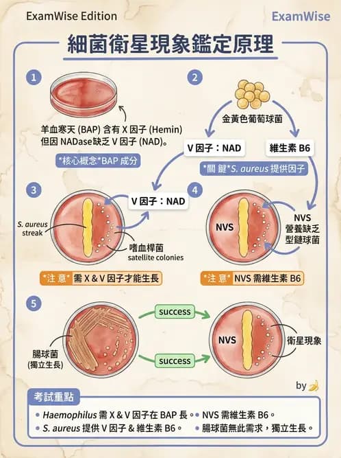 醫檢師 - 鏈球菌與其他革蘭氏陽性桿菌 - AI 圖文解析預覽