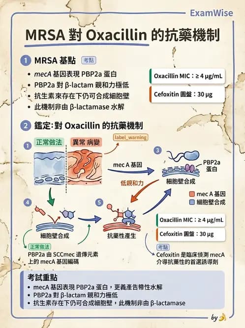 醫檢師 - 抗藥性機制 - AI 圖文解析預覽