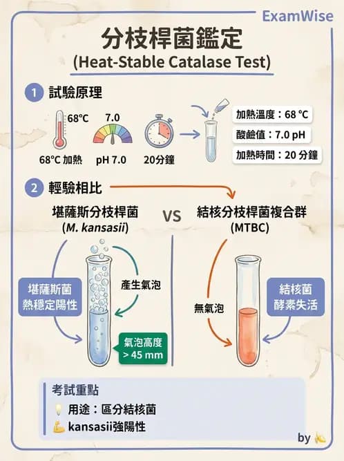 醫檢師 - 分枝桿菌 - AI 圖文解析預覽
