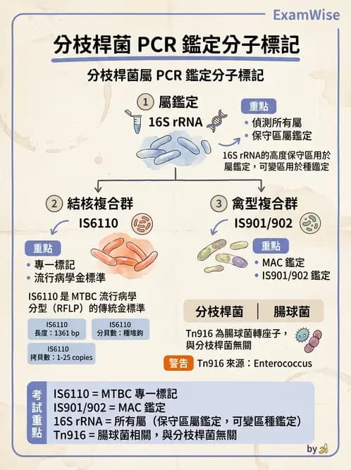 醫檢師 - 分枝桿菌 - AI 圖文解析預覽
