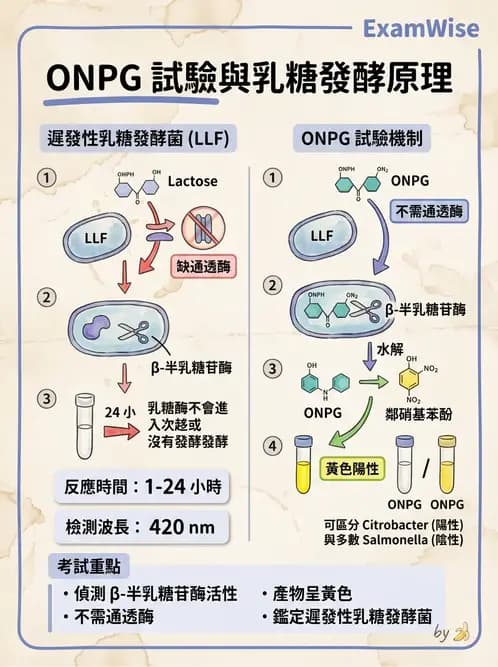 醫檢師 - 腸內菌鑑別方法與培養基 - AI 圖文解析預覽