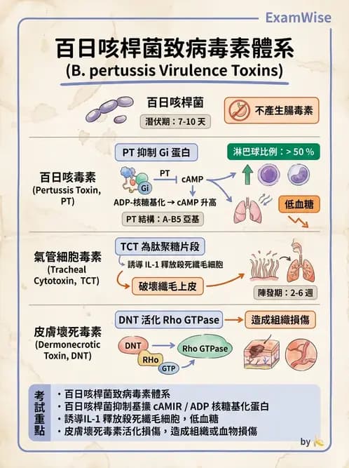 醫檢師 - 奈瑟菌與挑剔性革蘭氏陰性菌 - AI 圖文解析預覽