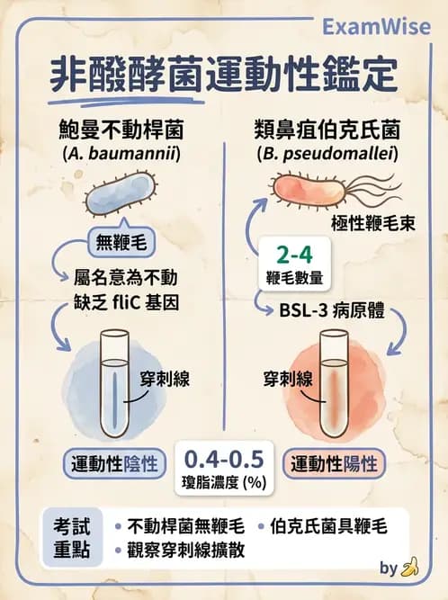 醫檢師 - 非發酵菌 - AI 圖文解析預覽