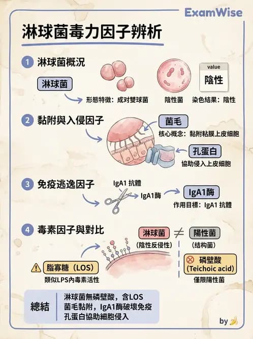 醫檢師 - 奈瑟菌與挑剔性革蘭氏陰性菌 - AI 圖文解析預覽
