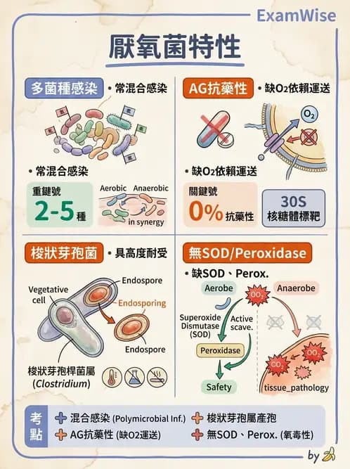 醫檢師 - 厭氧菌 - AI 圖文解析預覽