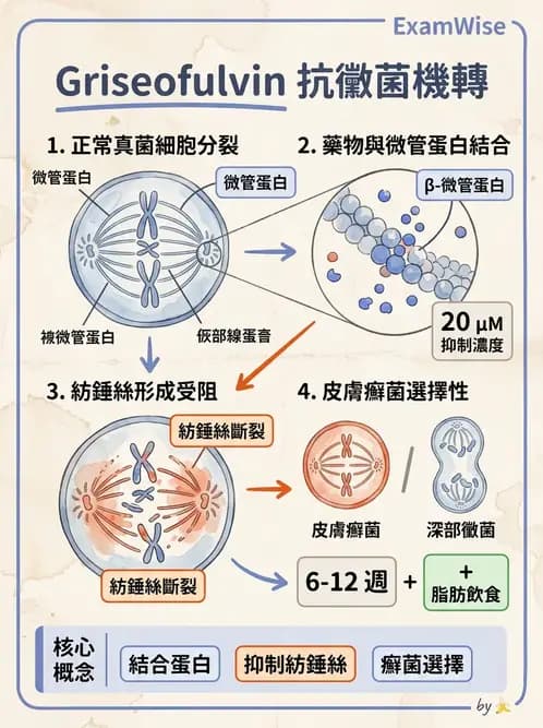 醫檢師 - 真菌診斷與治療 - AI 圖文解析預覽