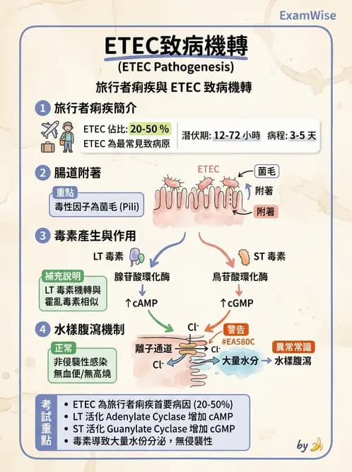 醫檢師 - 主要腸道致病菌 - AI 圖文解析預覽