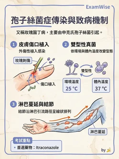 醫檢師 - 皮膚與皮下真菌感染 - AI 圖文解析預覽