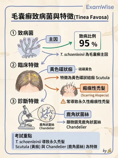 醫檢師 - 皮膚與皮下真菌感染 - AI 圖文解析預覽