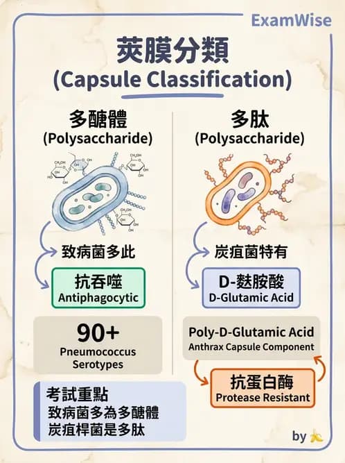 醫檢師 - 實驗室安全與微生物特性 - AI 圖文解析預覽