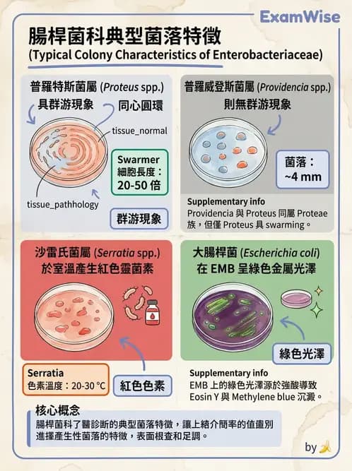 醫檢師 - 腸內菌鑑別方法與培養基 - AI 圖文解析預覽
