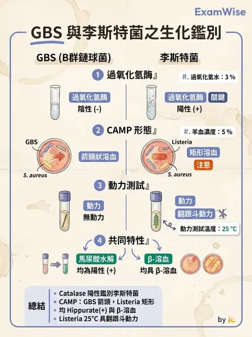 醫檢師 - 鏈球菌與其他革蘭氏陽性桿菌 - AI 圖文解析預覽