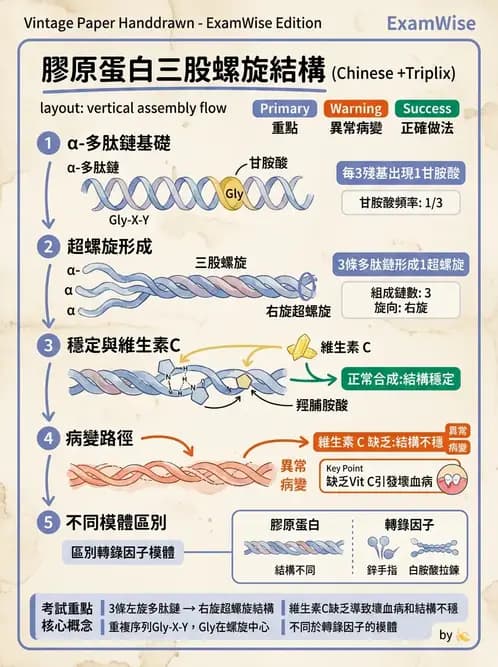 醫檢師 - 血清蛋白與蛋白質檢測 - AI 圖文解析預覽