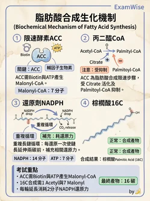 醫檢師 - 脂質代謝與酮體 - AI 圖文解析預覽