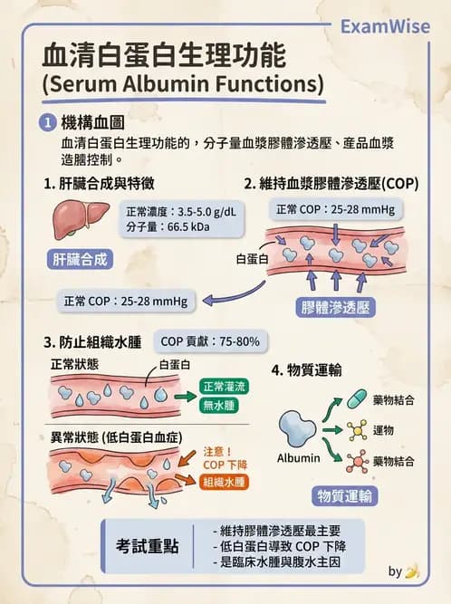 醫檢師 - 血清蛋白與蛋白質檢測 - AI 圖文解析預覽