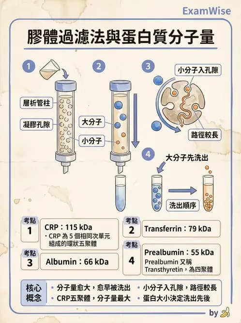 醫檢師 - 血清蛋白與蛋白質檢測 - AI 圖文解析預覽